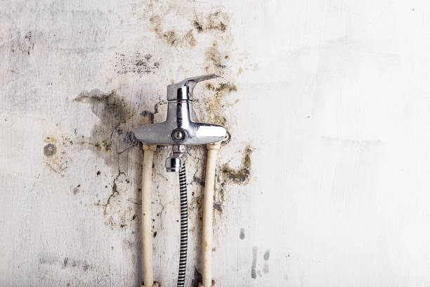 Best Black Mold Remediation in Ansted, WV