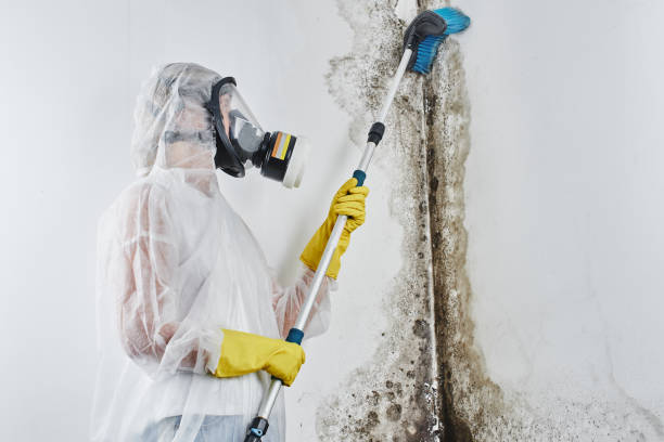 Best Mold Remediation for Specific Building Types in Ansted, WV