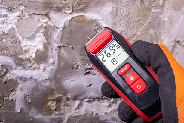 Best White Mold Remediation in Ansted, WV