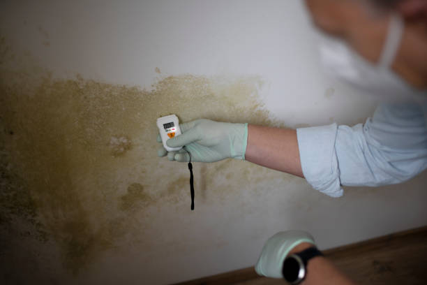 Best Industrial Mold Remediation in Ansted, WV