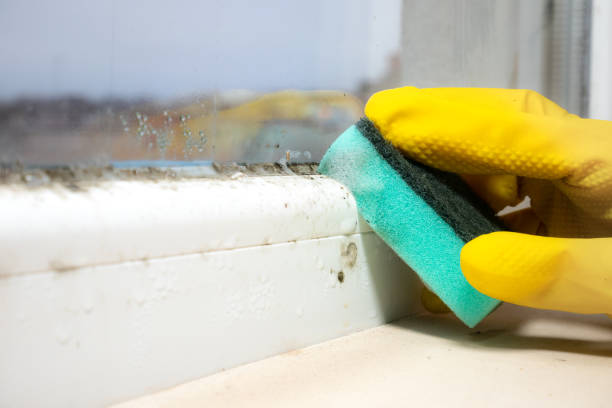 Best Crawl Space Mold Remediation in Ansted, WV