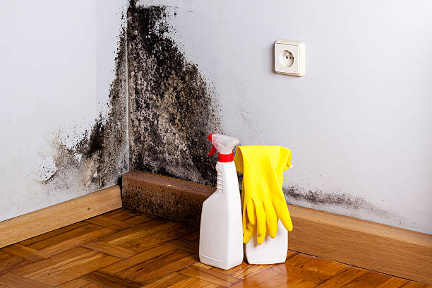 Best Basement Mold Remediation in Ansted, WV