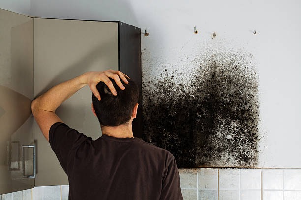 Best Mold Testing and Inspection Services in Ansted, WV