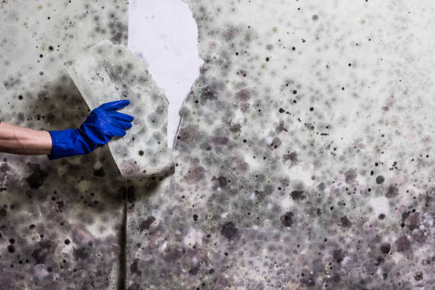 Best Residential Mold Remediation in Ansted, WV