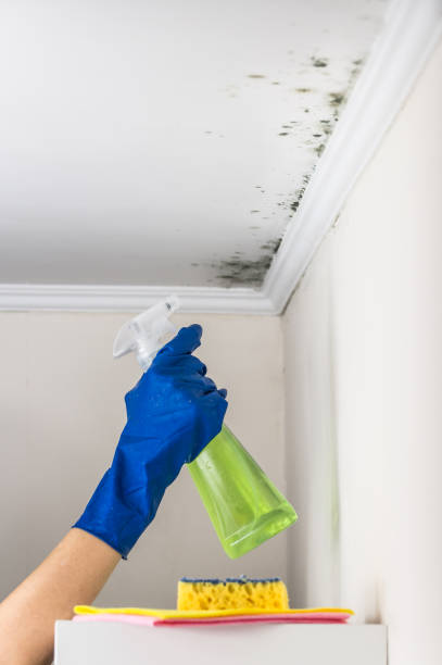 Best Bathroom Mold Remediation in Ansted, WV